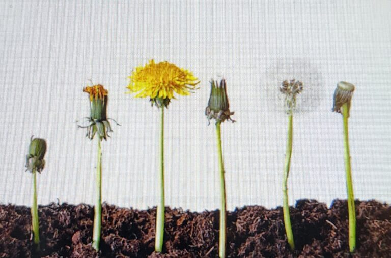 life cycle stages of a dandelion