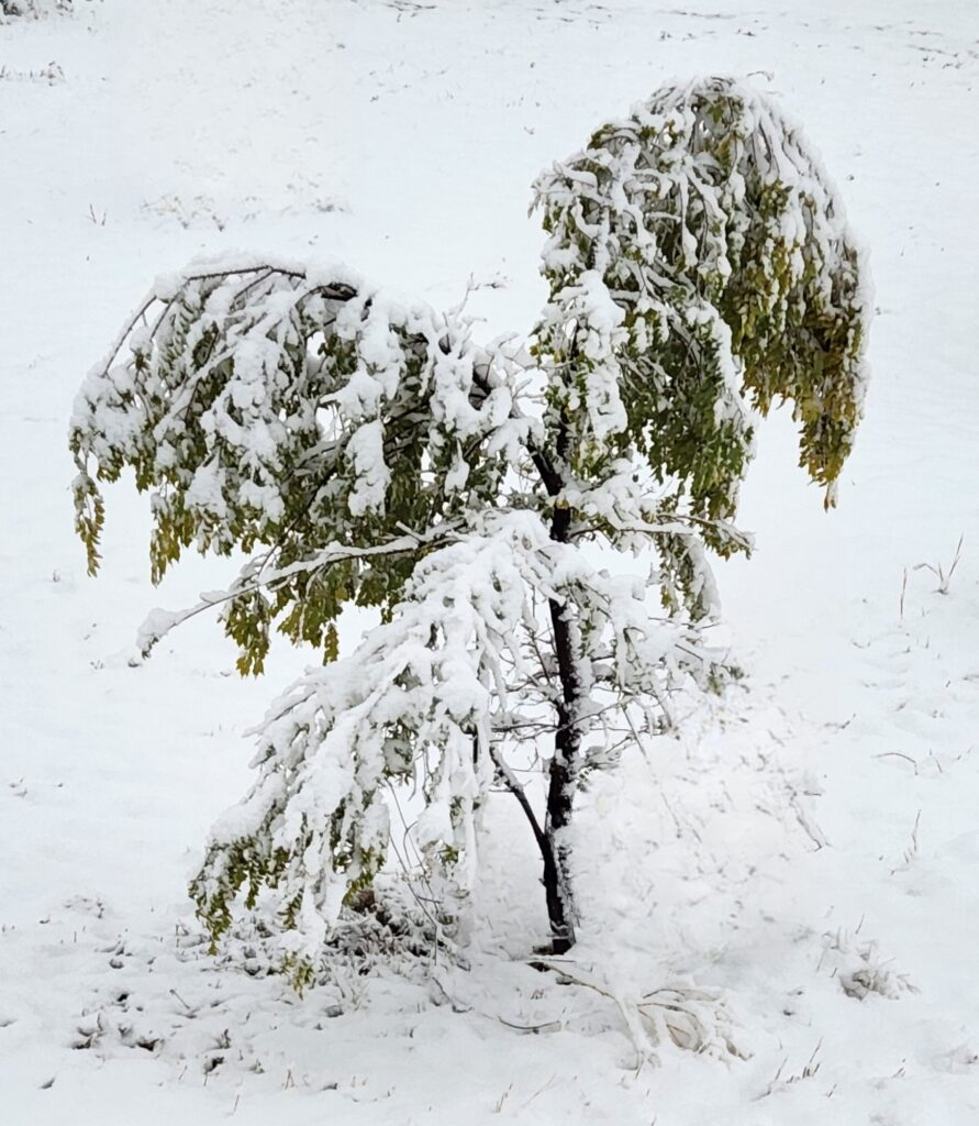 small tree weighed down by heavy snow